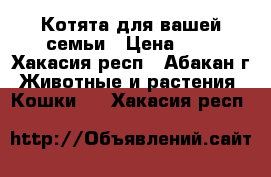 Котята для вашей семьи › Цена ­ 1 - Хакасия респ., Абакан г. Животные и растения » Кошки   . Хакасия респ.